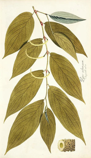 Nikolaus Joseph Freiherr von Jacquin - Piper aduncum.webp