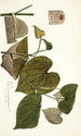 Piper marginatum - Nikolaus Joseph Freiherr von Jacquin — Ansicht des Kunstwerks