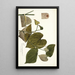Piper marginatum - Nikolaus Joseph Freiherr von Jacquin — gerahmtes Bild an der Wand