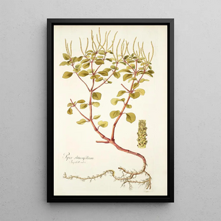 Nikolaus Joseph Freiherr von Jacquin - Piper obtusifolium.webp