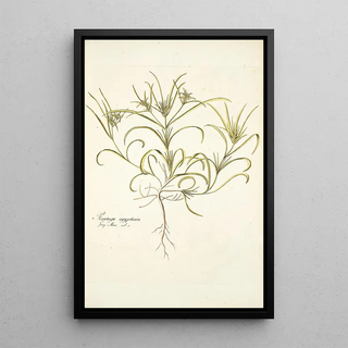 Nikolaus Joseph Freiherr von Jacquin - Plantago aegyptiaca.webp