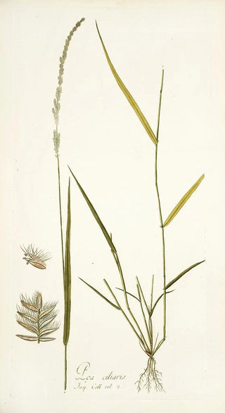 Nikolaus Joseph Freiherr von Jacquin - Poa ciliaris.webp