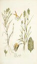 Poa sicula - Nikolaus Joseph Freiherr von Jacquin — Ansicht des Kunstwerks