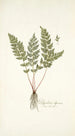 Polypodium alpinum - Nikolaus Joseph Freiherr von Jacquin — Ansicht des Kunstwerks