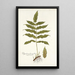 Polypodium fraxinifolium - Nikolaus Joseph Freiherr von Jacquin — gerahmtes Bild an der Wand