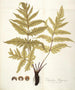 Polypodium hippocrepis - Nikolaus Joseph Freiherr von Jacquin — Ansicht des Kunstwerks