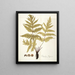 Polypodium hippocrepis - Nikolaus Joseph Freiherr von Jacquin — gerahmtes Bild an der Wand