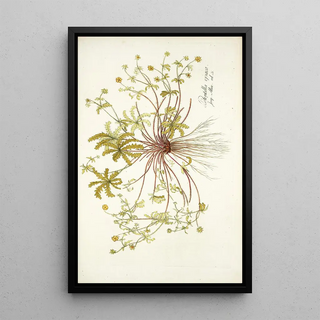 Nikolaus Joseph Freiherr von Jacquin - Potentilla opaca.webp