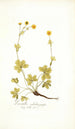 Potentilla salisburgensis - Nikolaus Joseph Freiherr von Jacquin — Ansicht des Kunstwerks