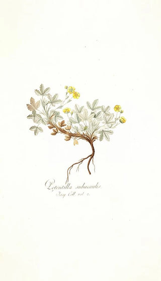 Nikolaus Joseph Freiherr von Jacquin - Potentilla subacaulis.webp