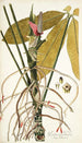 Pothos palmata - Nikolaus Joseph Freiherr von Jacquin — Ansicht des Kunstwerks