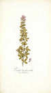 Psoralea bipedunculata - Nikolaus Joseph Freiherr von Jacquin — Ansicht des Kunstwerks