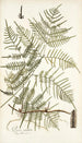 Pteris caudata - Nikolaus Joseph Freiherr von Jacquin — Ansicht des Kunstwerks