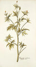 Ranunculus canadensis - Nikolaus Joseph Freiherr von Jacquin — Ansicht des Kunstwerks