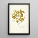 Rhamnus volubilis - Nikolaus Joseph Freiherr von Jacquin — gerahmtes Bild an der Wand