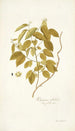 Rhamnus volubilis - Nikolaus Joseph Freiherr von Jacquin — Ansicht des Kunstwerks