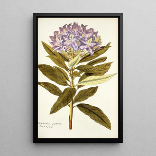 Nikolaus Joseph Freiherr von Jacquin - Rhododendron ponticum.webp