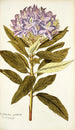 Rhododendron ponticum - Nikolaus Joseph Freiherr von Jacquin — Ansicht des Kunstwerks