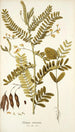 Robinia vesicaria - Nikolaus Joseph Freiherr von Jacquin — Ansicht des Kunstwerks
