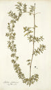 Rubia fruticosa - Nikolaus Joseph Freiherr von Jacquin — Ansicht des Kunstwerks