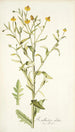 Rudbeckia alata - Nikolaus Joseph Freiherr von Jacquin — Ansicht des Kunstwerks