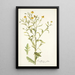 Rudbeckia alata - Nikolaus Joseph Freiherr von Jacquin — gerahmtes Bild an der Wand