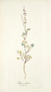Rumex glaucus - Nikolaus Joseph Freiherr von Jacquin — Ansicht des Kunstwerks