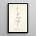 Rumex glaucus - Nikolaus Joseph Freiherr von Jacquin — gerahmtes Bild an der Wand