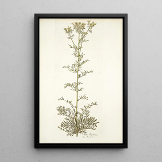 Nikolaus Joseph Freiherr von Jacquin - Ruta legitima.webp