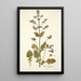 Salvia abyssinica - Nikolaus Joseph Freiherr von Jacquin — gerahmtes Bild an der Wand