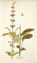 Salvia viscosa - Nikolaus Joseph Freiherr von Jacquin — Ansicht des Kunstwerks