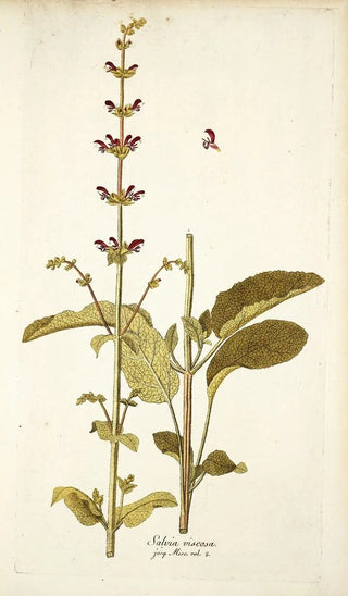 Nikolaus Joseph Freiherr von Jacquin - Salvia viscosa.webp