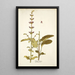 Salvia viscosa - Nikolaus Joseph Freiherr von Jacquin — gerahmtes Bild an der Wand