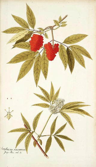 Nikolaus Joseph Freiherr von Jacquin - Sambucus racemosa.webp