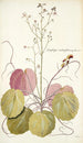 Saxifraga stolonifera - Nikolaus Joseph Freiherr von Jacquin — Ansicht des Kunstwerks