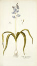Scilla hyacinthoides - Nikolaus Joseph Freiherr von Jacquin — Ansicht des Kunstwerks