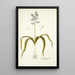 Scilla hyacinthoides - Nikolaus Joseph Freiherr von Jacquin — gerahmtes Bild an der Wand