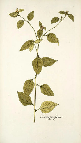 Nikolaus Joseph Freiherr von Jacquin - Sclerocarpus africanus.webp