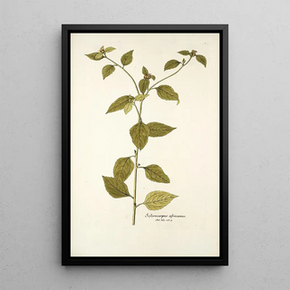 Nikolaus Joseph Freiherr von Jacquin - Sclerocarpus africanus.webp