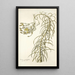 Senecio graminifolius - Nikolaus Joseph Freiherr von Jacquin — gerahmtes Bild an der Wand