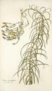 Senecio graminifolius - Nikolaus Joseph Freiherr von Jacquin — Ansicht des Kunstwerks