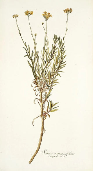 Nikolaus Joseph Freiherr von Jacquin - Senecio rosmarinifolius.webp