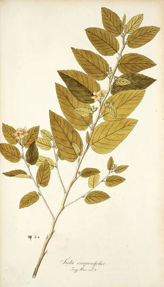 Nikolaus Joseph Freiherr von Jacquin - Sida carpinifolia.webp