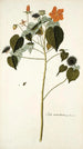 Sida mauritiana - Nikolaus Joseph Freiherr von Jacquin — Ansicht des Kunstwerks