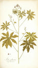 Sida palmata - Nikolaus Joseph Freiherr von Jacquin — Ansicht des Kunstwerks