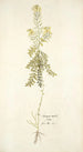 Sinapis millefolia - Nikolaus Joseph Freiherr von Jacquin — Ansicht des Kunstwerks