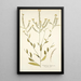 Sisymbrium hispanicum - Nikolaus Joseph Freiherr von Jacquin — gerahmtes Bild an der Wand
