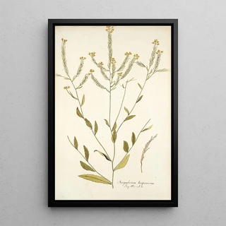 Nikolaus Joseph Freiherr von Jacquin - Sisymbrium hispanicum.webp