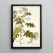Solanum carolinense - Nikolaus Joseph Freiherr von Jacquin — gerahmtes Bild an der Wand