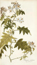 Solanum carolinense - Nikolaus Joseph Freiherr von Jacquin — Ansicht des Kunstwerks
